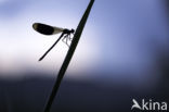 Banded Demoiselle (Calopteryx splendens)