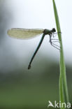 Weidebeekjuffer (Calopteryx splendens)