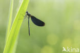 Beautiful Demoiselle (Calopteryx virgo)