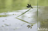 Bosbeekjuffer (Calopteryx virgo)