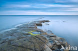 Kimmeridge Bay