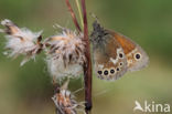 Veenhooibeestje (Coenonympha tullia)