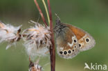 Veenhooibeestje (Coenonympha tullia)