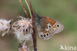 Veenhooibeestje (Coenonympha tullia)