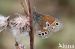 Veenhooibeestje (Coenonympha tullia)