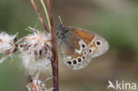 Veenhooibeestje (Coenonympha tullia)