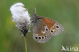 Veenhooibeestje (Coenonympha tullia)