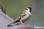 Eurasian Tree Sparrow (Passer montanus)