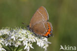 Black Hairstreak (Satyrium pruni)