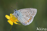 Common Blue (Polyommatus icarus)