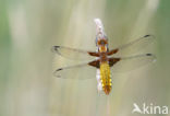 Platbuik (Libellula depressa)