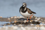 Steenloper (Arenaria interpres)