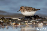 Drieteenstrandloper (Calidris alba)