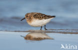 Drieteenstrandloper (Calidris alba)