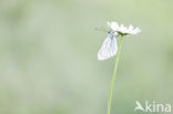 Groot geaderd witje (Aporia crataegi)