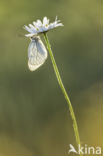 Groot geaderd witje (Aporia crataegi)