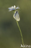 Groot geaderd witje (Aporia crataegi)