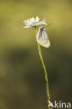 Groot geaderd witje (Aporia crataegi)