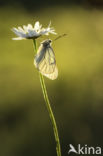 Groot geaderd witje (Aporia crataegi)