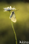 Black-veined White (Aporia crataegi)