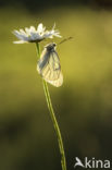 Black-veined White (Aporia crataegi)