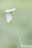 Groot geaderd witje (Aporia crataegi)