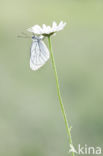 Groot geaderd witje (Aporia crataegi)