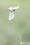 Black-veined White (Aporia crataegi)