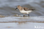 Drieteenstrandloper (Calidris alba)