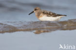 Drieteenstrandloper (Calidris alba)