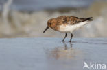 Sanderling (Calidris alba)