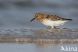 Sanderling (Calidris alba)