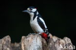 Great Spotted Woodpecker (Dendrocopos major)