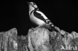 Great Spotted Woodpecker (Dendrocopos major)