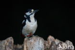 Great Spotted Woodpecker (Dendrocopos major)