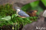 Boomklever (Sitta europaea caesia)