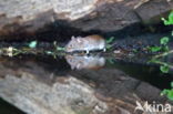 Rosse woelmuis (Clethrionomys glareolus)