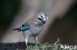 Vlaamse Gaai (Garrulus glandarius)