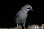 Eurasian Jay (Garrulus glandarius)