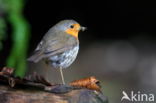 European Robin (Erithacus rubecula)