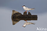 Common Tern (Sterna hirundo)