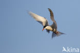 Common Tern (Sterna hirundo)