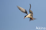 Common Tern (Sterna hirundo)