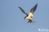 Common Tern (Sterna hirundo)