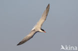 Common Tern (Sterna hirundo)