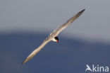 Common Tern (Sterna hirundo)