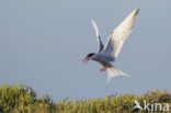 Common Tern (Sterna hirundo)