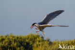 Common Tern (Sterna hirundo)