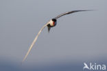 Common Tern (Sterna hirundo)