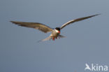 Common Tern (Sterna hirundo)